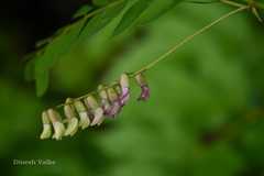 Astragalus chlorostachys